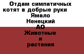 Отдам симпатичных котят в добрые руки!!! - Ямало-Ненецкий АО Животные и растения » Кошки   